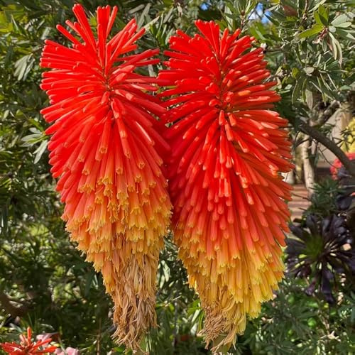 semi perenni di giglio torcia - giardino resistenti, esterni biologici 85pcs