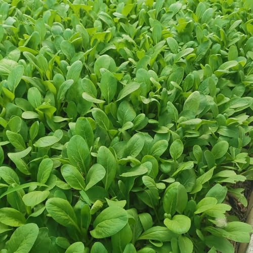 Semi di pak choi, senape cinese, Aiule rialzate per il giardino orto biologico giardino sul balcone copertura del terreno di vecchie varietà decorazione rara 250pcs