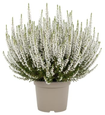 Maceta de Brezo Natural DECOALIVE Planta Calluna para Hogar y Balcón