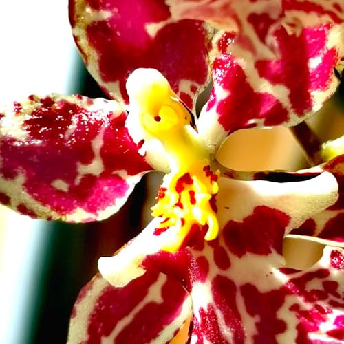 Semi di orchidea Oncidium - esotico vecchie varietà semi di organico da ufficio estivi resistenti per giardini rocciosi copertura del terreno come bomboniera 550pcs
