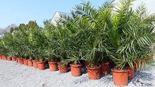 gruenwaren jakubik Palme XXL 140-160 cm Phoenix canariensis, kanarische Dattelpalme, winterhart