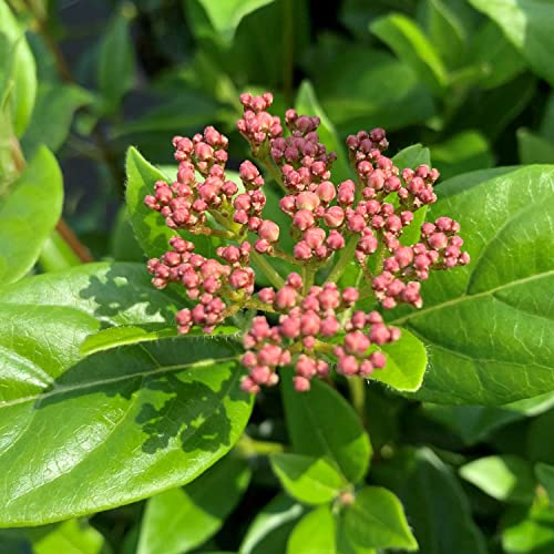 Mittelmeer-Schneeball Viburnum tinus immergrün winterhart Zierstrauch