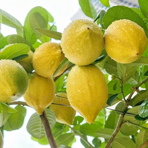 semillas de limonero, Los enanos son resistentes Semillas De Limón Orgánicas, Limonero, semillas de columnares exóticas 120pcs