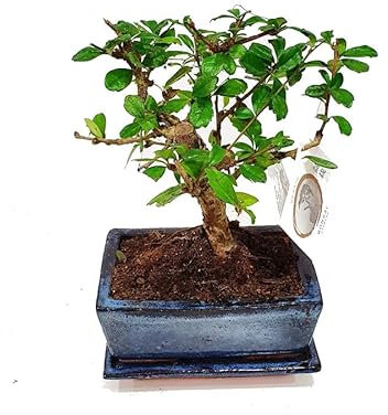 Bonsái Carmona Microphylla Natural Árbol Conocido por su Elegante Aspecto