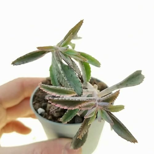 Kalanchoe Daigremontiana Planta Rejuvenecedora Disfruta de su Efecto Rejuvenecedor en tu Entorno