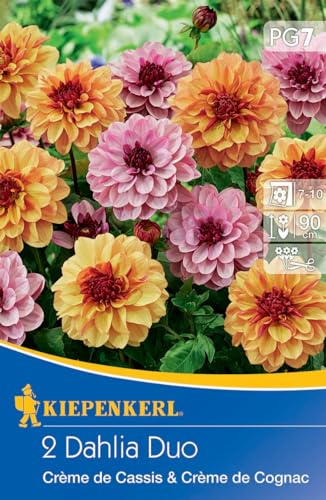 Kiepenkerl Dahlienduett Creme de Cognac & Cassis - Blumenzwiebeln für Farbenpracht im Garten, Rosa & Cognac Dahlien, Hingucker im Beet