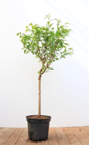 Zierkirsche Prunus Kursar 40 cm Stammhöhe winterhart Blütenbaum | Rosa Blüten im Frühling, ideal für Garten und Vorgarten, dekorativer Blütenbaum, sonniger Standort