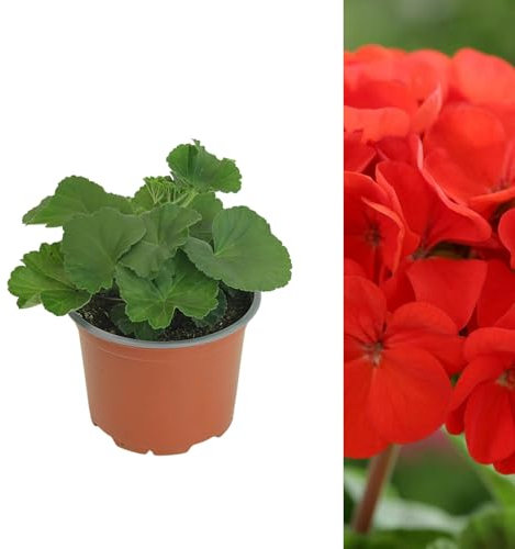 Carbeth Plants 1 x Geranium Bright Red Plant in 13cm Pot - Summer Flowering Pelargonium Garden Ready Bedding Plant - Easy to Grow Shrubs for Hanging Baskets, Window Boxes & Patio Pots