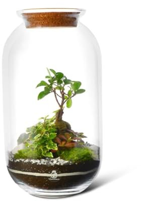 Large Terrarium Kit with Bonsai (H:42cm), Closed Glass Plant Terrarium, Complete Terrarium Starter Kit with Plants, Moss, Substrates & Decorative Elements, Indoor DIY Garden Gift (with Standard Lid)
