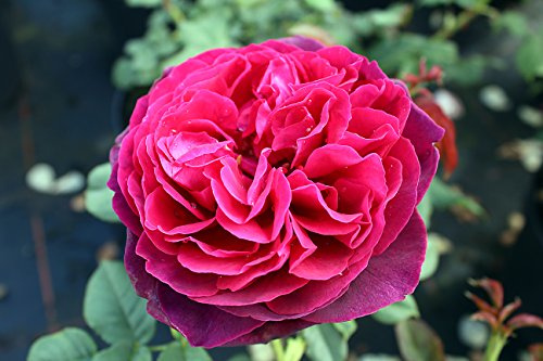Strauchrose Astrid Gräfin von Hardenberg ® Containerrosen im großen 7,5 Liter Topf