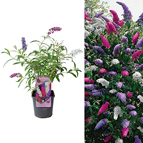 Carbeth Plants Buddleia Davidii Tricolour - 1 x 2 L Pot 40-60cm in Height - Pink, White and Purple Buddleia Tricolour Butterfly Bush Plant - Multicoloured Garden Bushes Ready to Plant