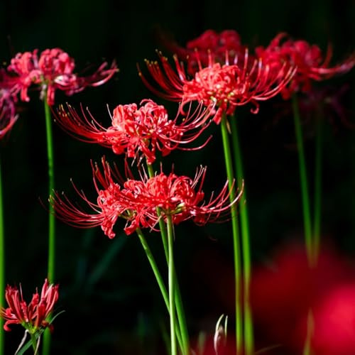 Bulbos de lirio araña - Lycoris radiata - jardín interior resistentes exóticas decoración 9pcs