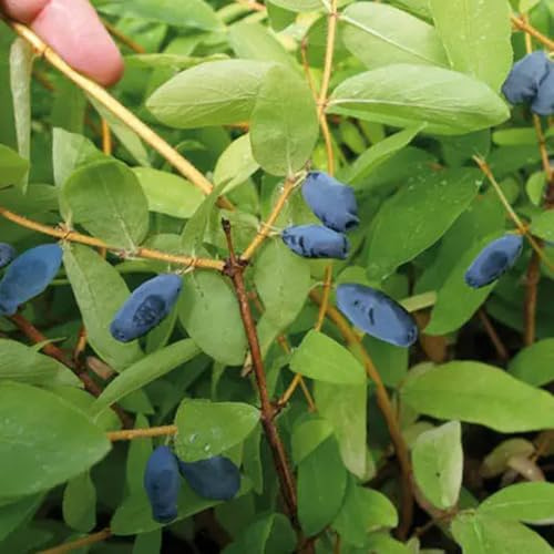 Mirtillo siberiano - honeyberry resistenti in vaso per uso esterno da giardino resistenti da spalliera per gli amanti 250semi