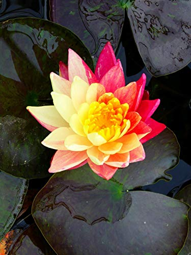 Lincolnshire Pond Plants Ltd - Wanvisa Water Lily - Pond Plants - LW27-Loose Root