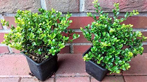 50 Ilex crenata Glorie Gem, Höhe: 10-15 cm, buschig, Alternative Buchsbaum