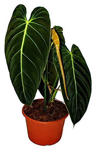 Philodendron melanochrysum den svart-gyllene trädvännen, 20 cm kruka
