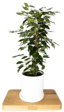 Ficus Benjamina Danielle Indoor House Plant 55cm Tall Pot Weeping fig