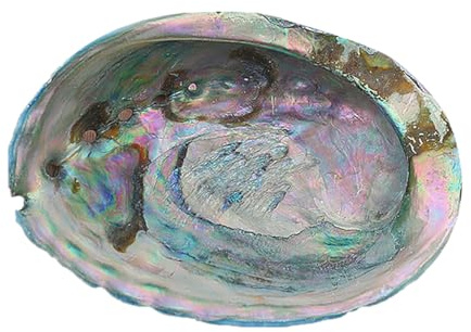 Coquille de mer naturelle. Coquillage d'ormeau bleu véritable et rare, décoration marine for aquarium, coquillage, ornements de mariage, superbes cadeaux