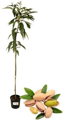 P. Piantine da orto .Pianta vera di Pistacchio Femmina,pianta da frutto,per giardino .venduta in vaso fitocella