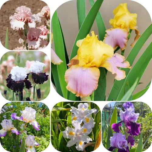 Bulbos de iris - de jardín exótico resistentes en macetas al aire libre decoraciones jardín para exteriores resistentes para lugares soleados cobertura del 7pcs