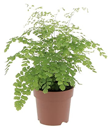KENTIS - Felce Capelvenere - Adiantum Raddianum Fragrans - Piante Vere da Interni - Pianta da Appartamento - H 35-40 cm Vaso 14 cm