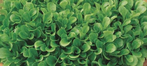 25 Seeds of Lambs Lettuce Jade