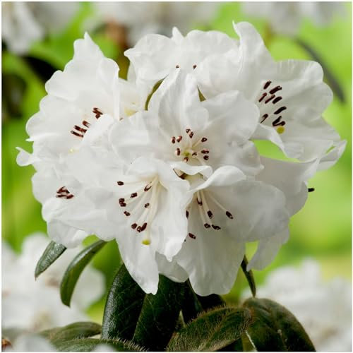 GrowOn Shrubs [2 Litre] Dwarf Rhododendron Japonica 'Snow Lady' | Evergreen Shrub | Outdoor Garden Ready Plant | Spring Flowering | White Flowers