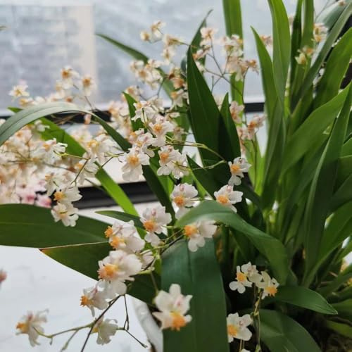 Oncidium hybridum insieme decorazione balcone prato giardino giardino verde orchidee per sala 200pcs semi