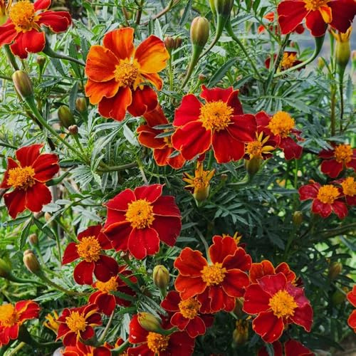 Semi di tagete - giardino balcone raro resistenti 350pcs