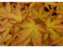 Acer o arce japones KATSURA - Arbol 50 - 80 cm - planta viva (en maceta 19 cm de diametro)