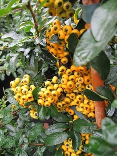 Pyracantha Saphyr Jaune® - Feuerdorn Saphyr Jaune® - 60-100