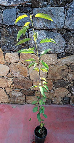Pianta di ciliegie Albero ciliegio Mastrantonio - Imballaggio speciale protettivo