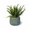 SMPLY. | Planta Helecho Natural Viva | Altura Aproximada 20-30 cm | Helecho de Interior muy Decorativo | Ideal para el Hogar o para Regalar | En maceta M17