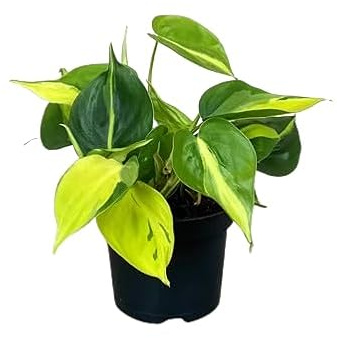 Philodendron Brasil - Natural Planta de Interior con Hojas Colgantes