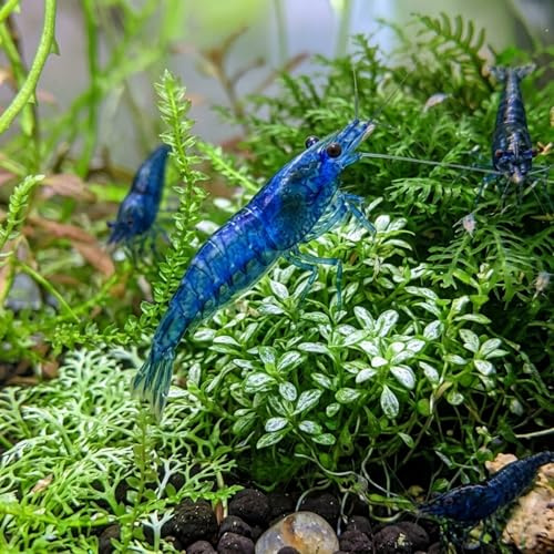 Neocaridina davidi Blue Velvett – 10 Crevettes Naines Vivantes d'aquarium– Invertébrés Eau Douce – Couleur Bleu Intense – Idéales Débutants – Élevage Français – Expédition Garantie