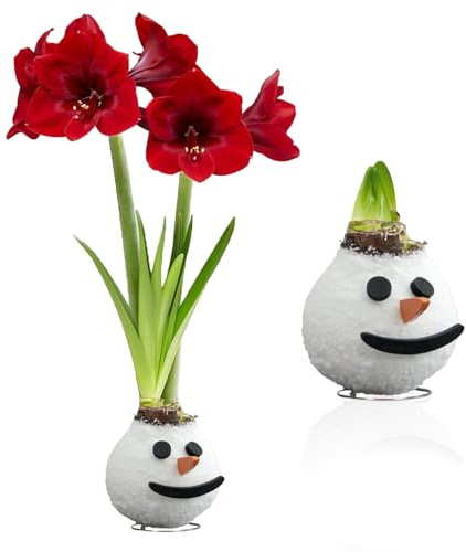 Bulbo de Amaryllis de cera Muñeco de nieve, 1 bulbo de flor de cera en formato grande 26/30, exclusivo plantas y flores de Holanda, reales de Hippeastrum