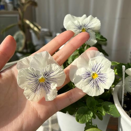 pensamientos semillas resistentes - variedades antiguas, pensamiento, para jardín, resistentes 50pcs