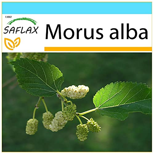 SAFLAX - Presentförpackning - Vitt Mullbärsträd - 200 Frön - Med presentförpackning, kort, etikett och pottsubstrat - Morus alba