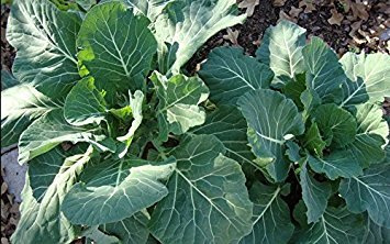 100 Heirloom Georgia Southern Collard Seeds by Stonysoil Seed Company