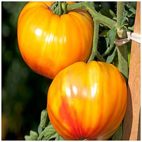 PREMIER SEEDS DIRECT - Tomato BUFFALOSUN F1-10 Seeds - Blight Resistant