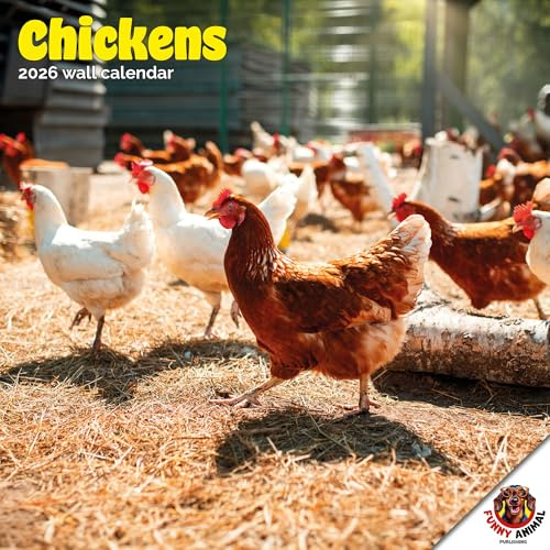Dayplanner Publishing Chickens kalender 2026, stor fyrkantig väggkalender, 16 månader, kycklinggåva djurkalender