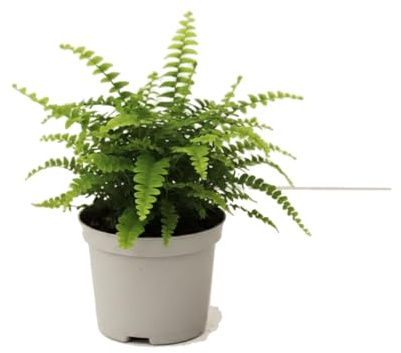 Nephrolepis Exaltata Helecho de Boston DECOALIVE | Planta de Interior 25 cm en Maceta 12 cm para Decorar