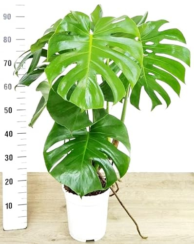 PHYLODENDRON PERTUSUM, MONSTERA DELICIOSA, VASO 22CM DIAMETRO, ALTEZZA 80CM, pianta vera