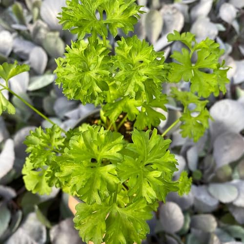 semi di prezzemolo biologico - giardino di interno da balcone, perenni, resistenti, 800pcs