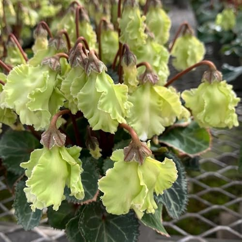 Ciclamino primaverili semi di resistenti giardino decorazione del balcone selvatici balcone precoce giardino serre semi di 400pcs
