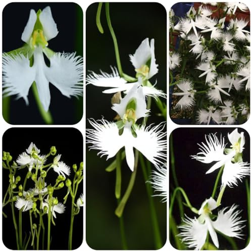 habenaria radiata - rampicanti, giardino roccioso Orchidea dell'airone bianco Decorazioni giardino per esterni decorazione organica per 160semi