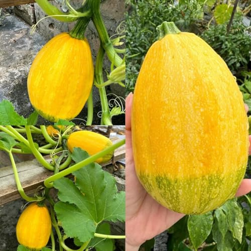 variedades antiguas de semillas de calabacín, invierno de trepadoras de calabacín, resistentes para el jardín, 20pcs