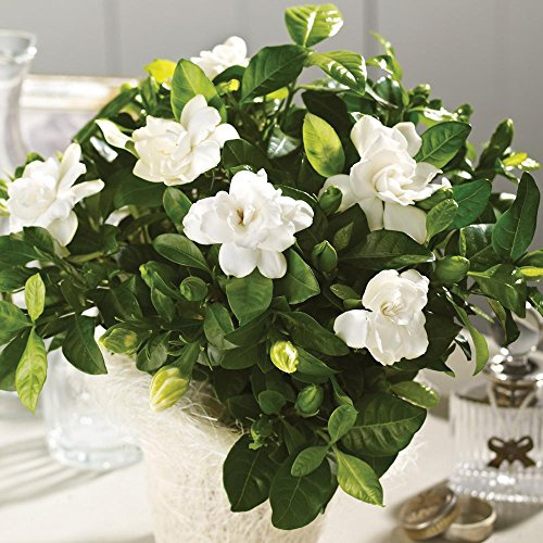 Fragrant Gardenia Plant In 6 inch Basket Great Gift!