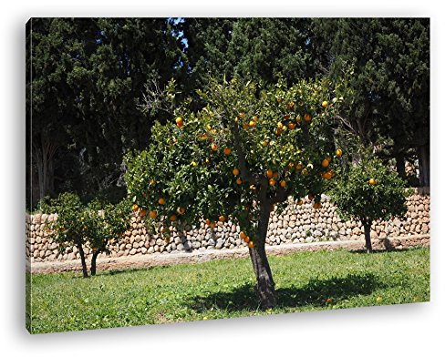 deyoli Orangenbäume im Garten Format: 120x80 als Leinwandbild, Motiv fertig gerahmt auf Echtholzrahmen, Hochwertiger Digitaldruck mit Rahmen, Kein Poster oder Plakat