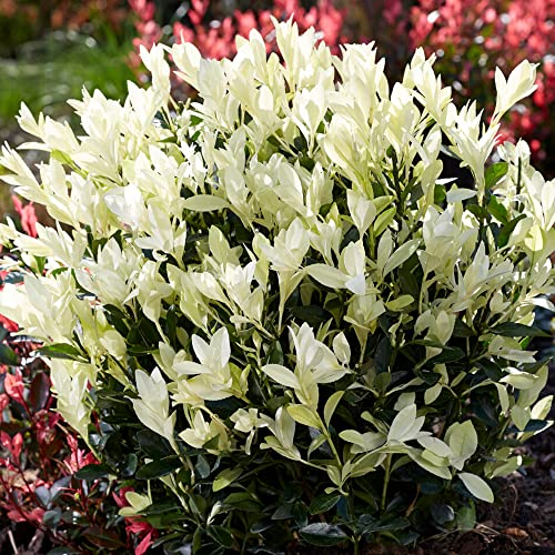 Euonymus Himalaya Garden Plant - Japanese Spindle Evergreen Outdoor Summer Flowering Shrub with Cream Flowers for Borders Patio in Pot (9cm Pot, 15-30cm)